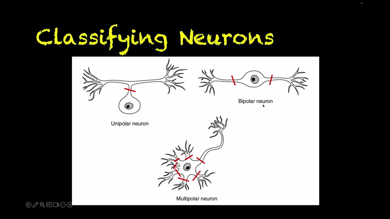 Human Physiology # 62 - Neuron Anatomy