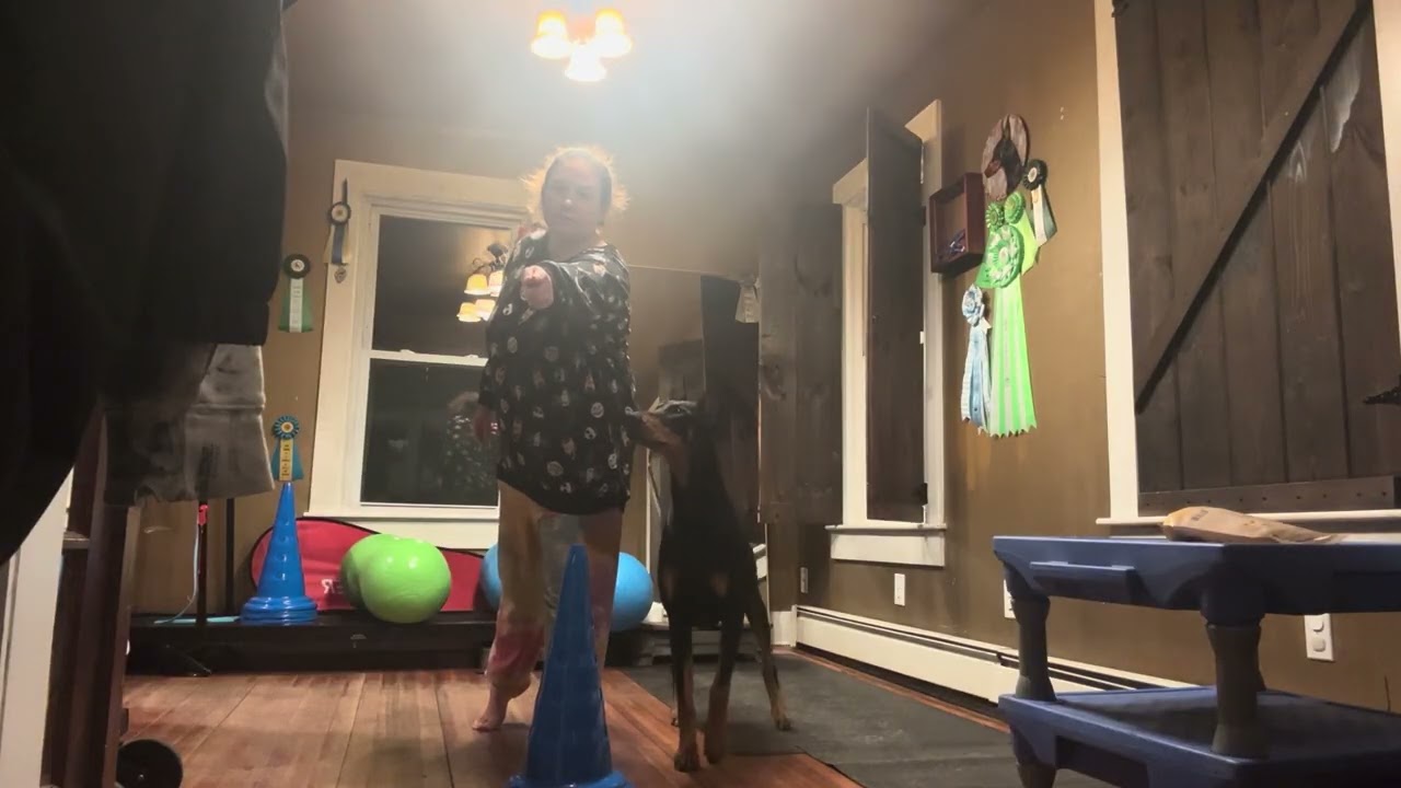 Teaching Finn “around” trick dog things 