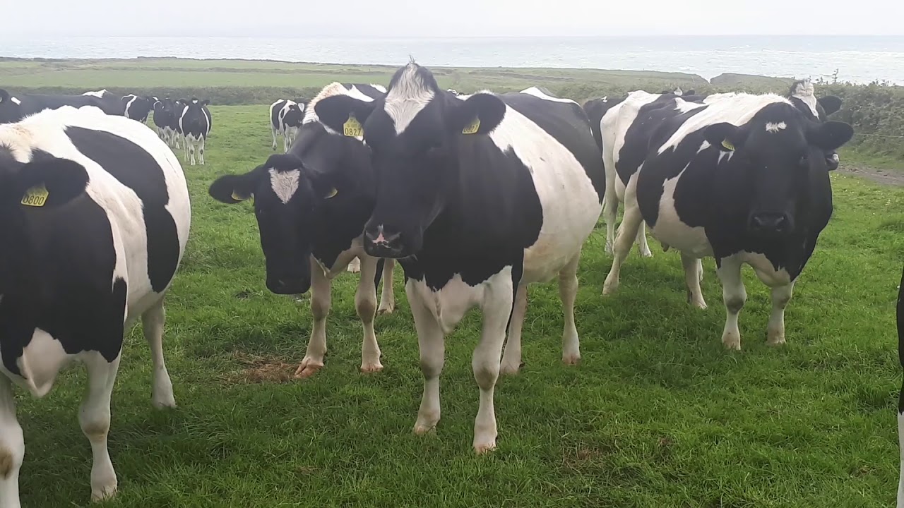 Quality Milk Awards finalist Patrick Crotty, Kilrush, Co Clare