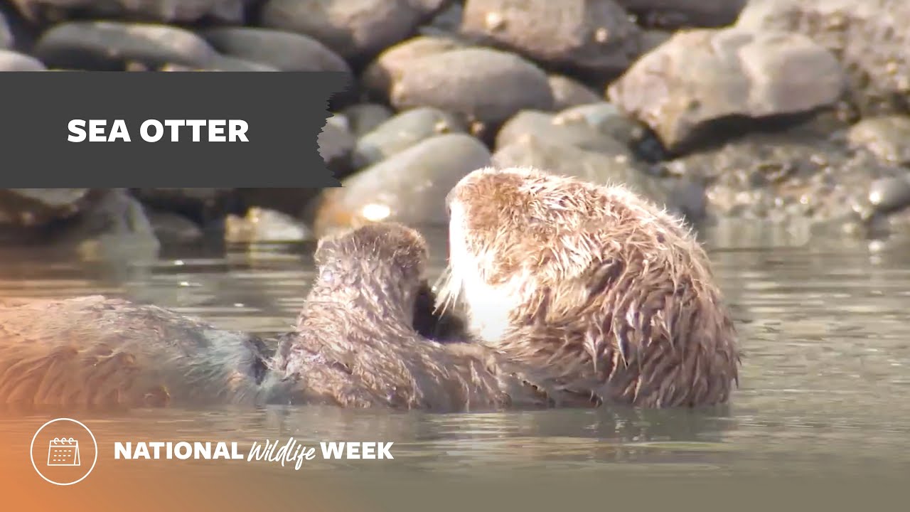 National Wildlife Week 2022 | Sea Otter