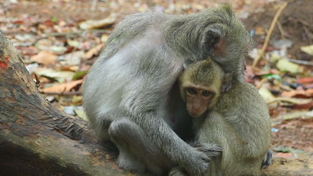 Monkey 6