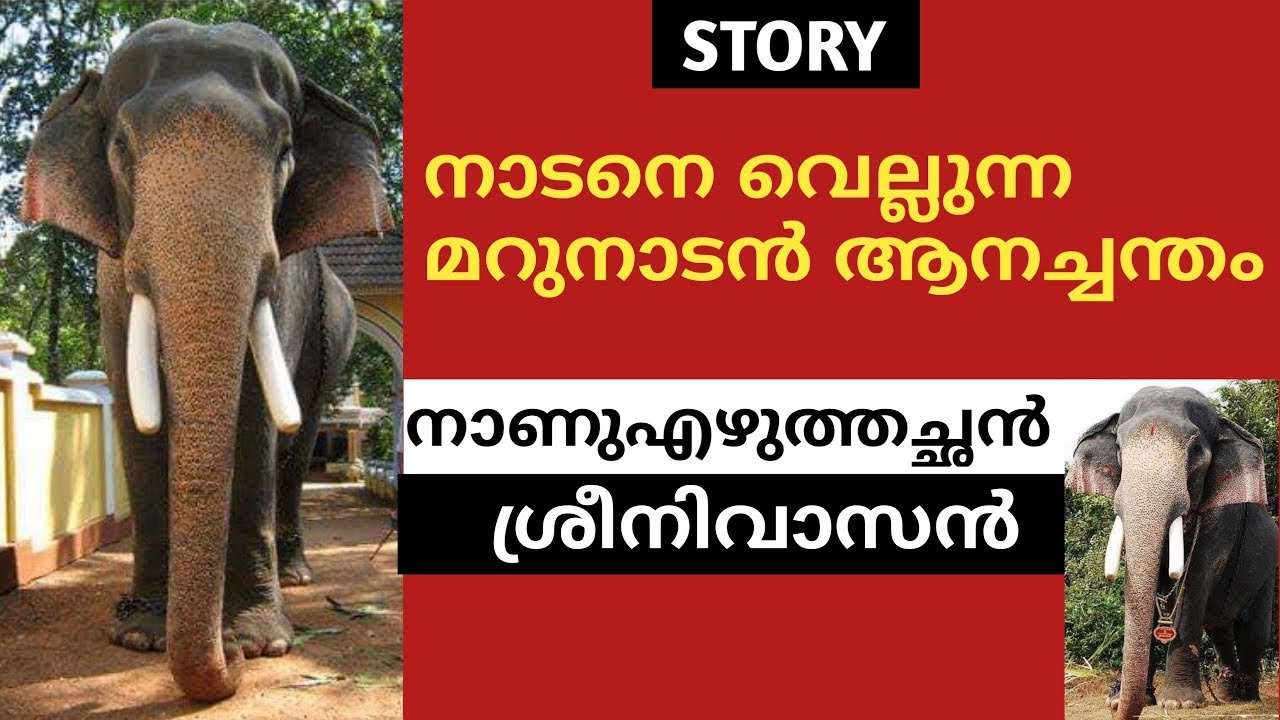 Nanu Ezhuthachan Sreenivasan Story | നാണുഎഴുത്തച്ഛൻ ശ്രീനിവാസൻ | Kerala Elephant