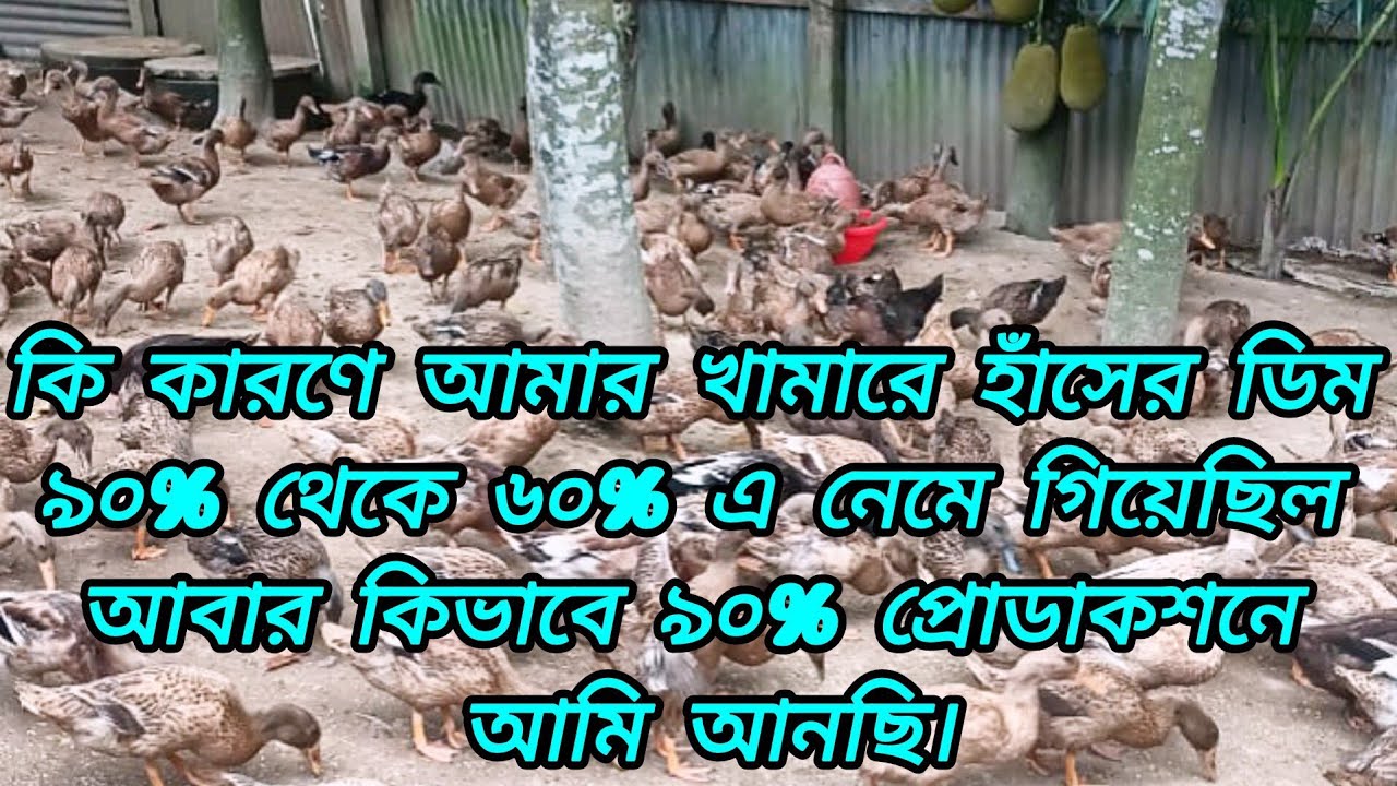 কি কারণে আমার খামারে হাঁসের ডিম ৯০% থেকে ৬০% এ নেমে গিয়েছিল আমার কিভাবে ৯০% প্রোডাকশনে আমি আনছি।duck