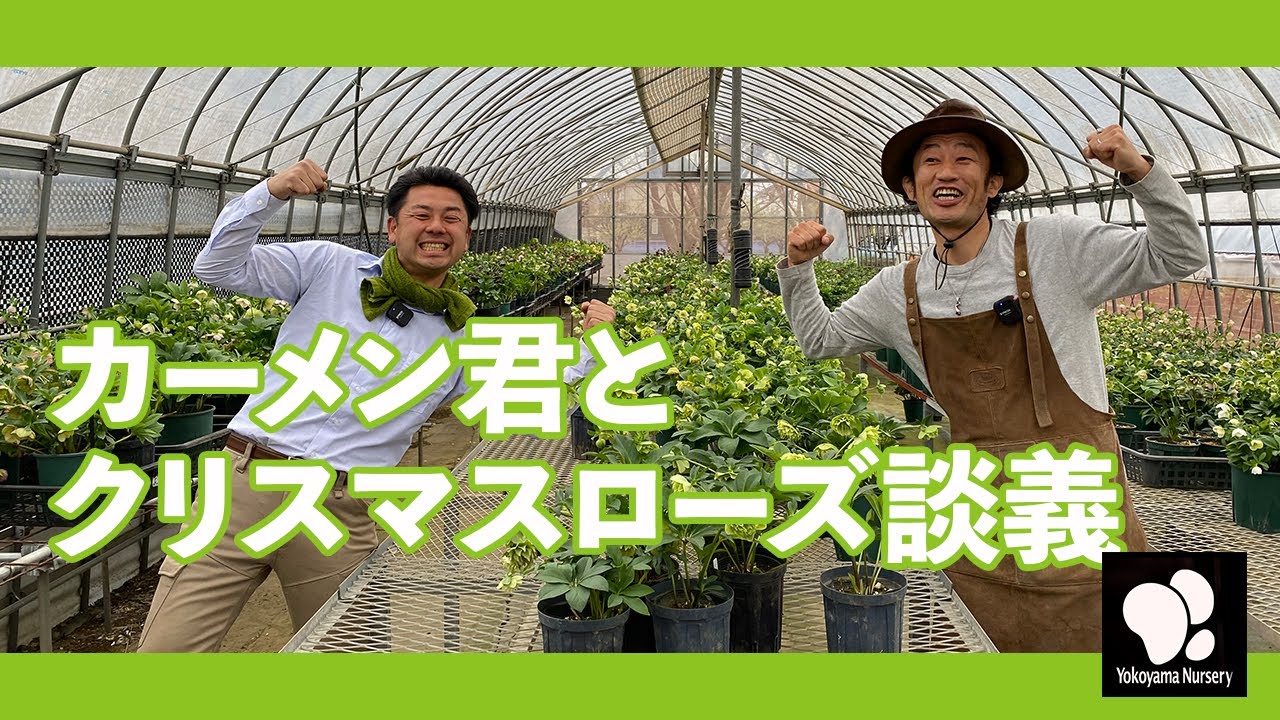 カーメン君とクリスマスローズ談義　◆横山園芸 公式◆　【2023】
