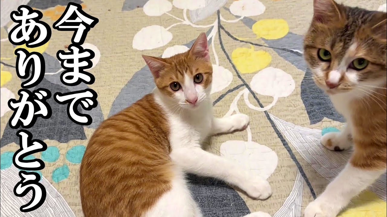 【里親決定】ママ猫に甘える最後の時間｜新しいお家に