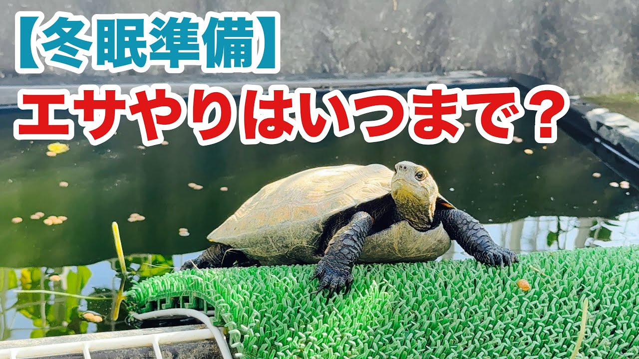 冬眠前、エサを切るタイミングの見極め方解説！