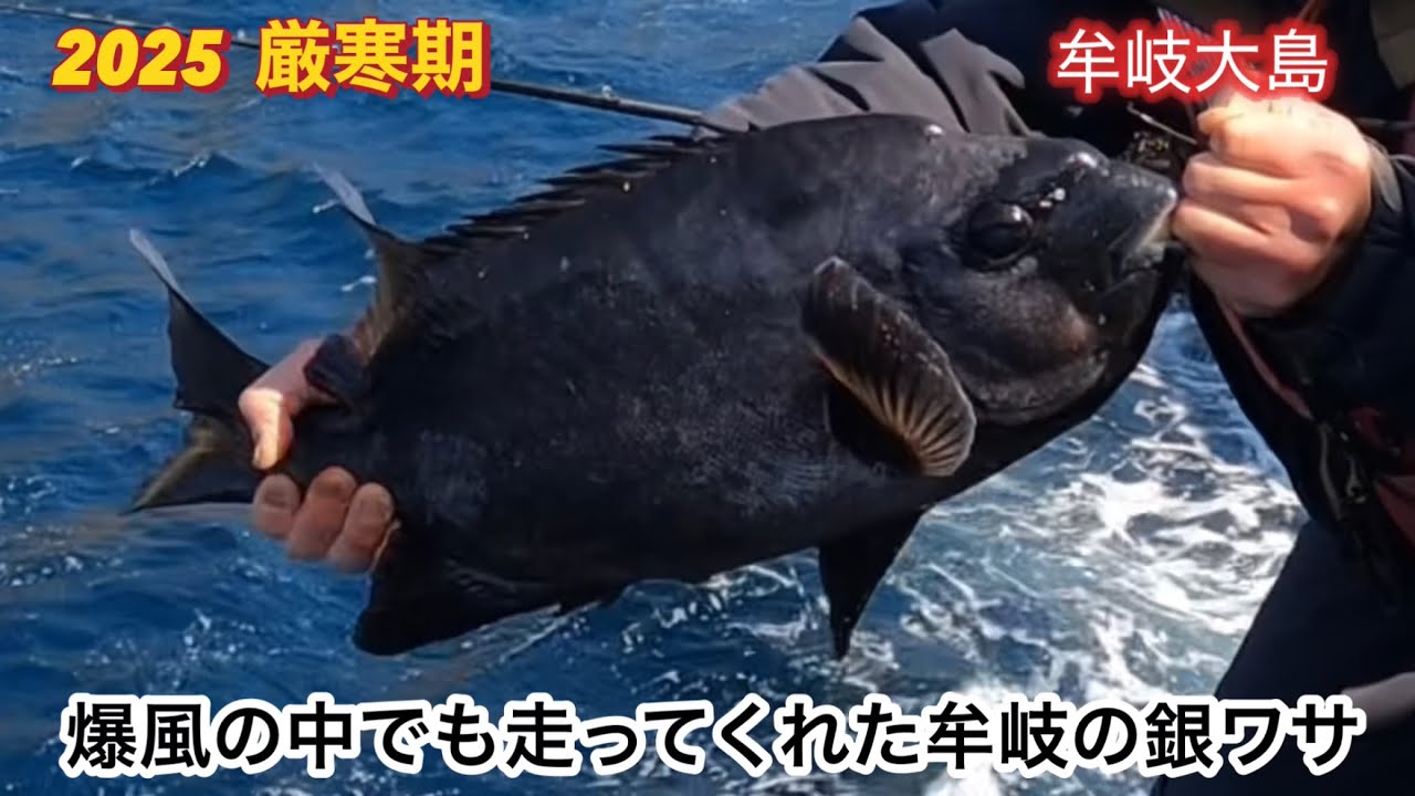 【石鯛釣り】爆風の中でも走ってくれた牟岐の銀ワサ