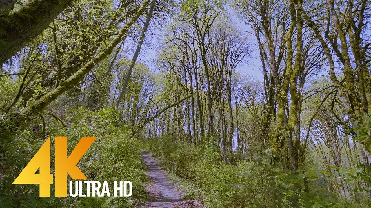 4K Virtual Walk in the Forest along the Creek - Upper Coal Creek Trail - West Trailhead