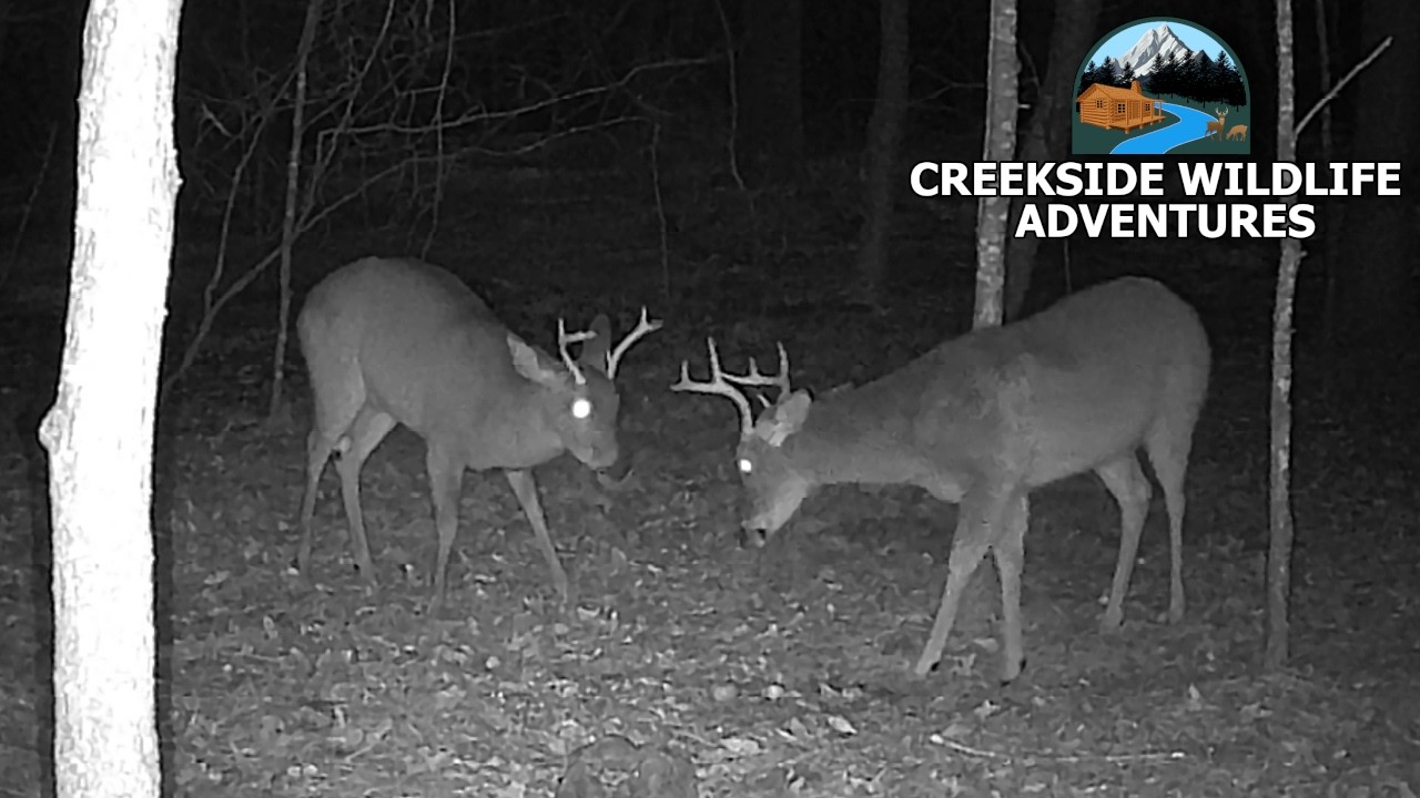 Bucks Playing On Trailcam