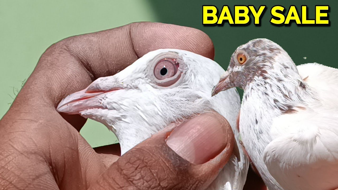 BABY PIGEON FOR SALE AT LOW PRICE