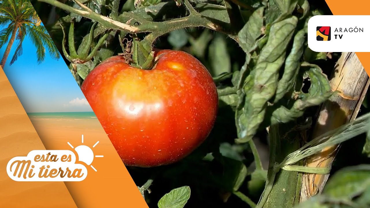 Tomate zaragozano