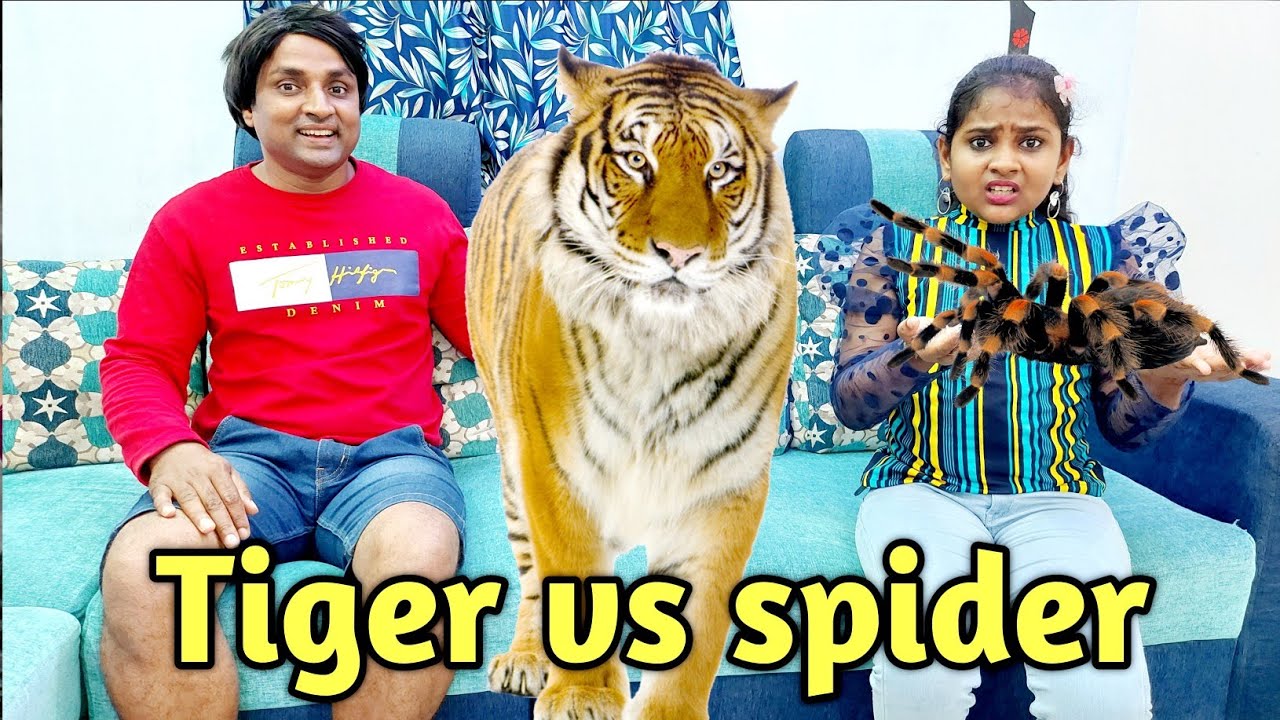 Tiger vs Spider 🕷 👀 | comedy video | funny video | Prabhu Sarala lifestyle