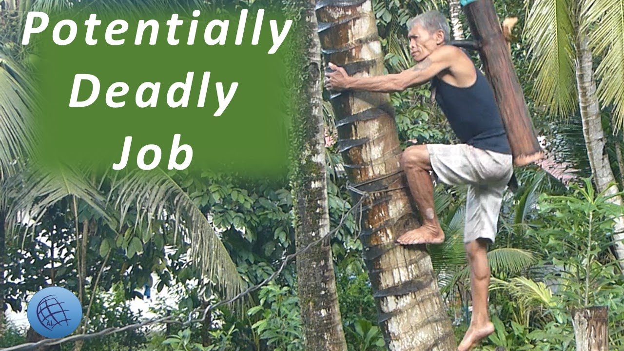 Dangerous harvest of coconut wine (Tuba) in the Philippines