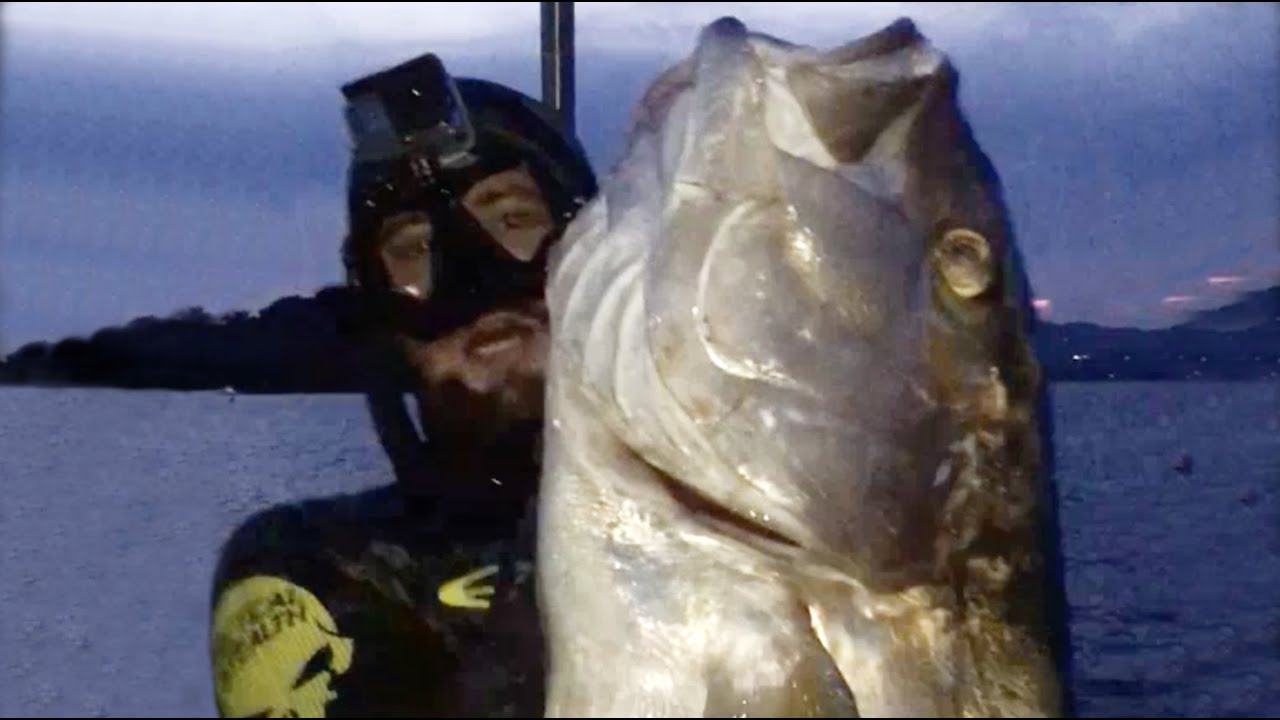 Seriole 37Kg dans 4m d'eau - Chasse sous marine 2020
