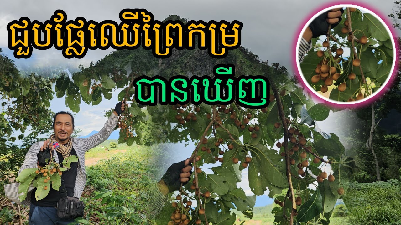 Ep0064ជួបផ្លែឈើព្រៃកម្របានឃើញ