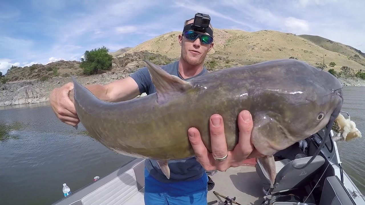 Hunting FAT Snake River CATFISH | Ace Videos