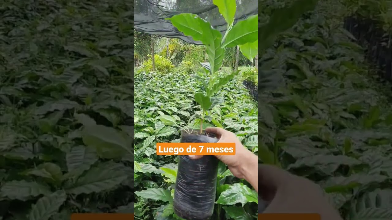 Cafe parainema 100% Hondure&ntilde;o. #cafe #coffee #campoyvida #agricultura