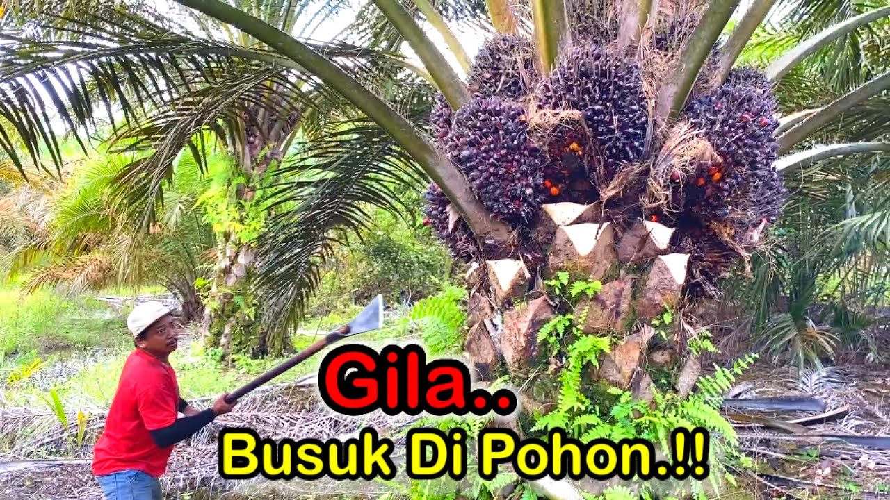 INILAH AKIBATNYA PANEN SAWIT ROTASI 3 MINGGU.!