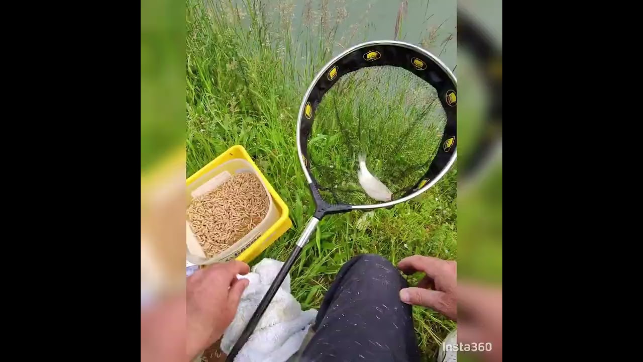 Pescatella in solitaria