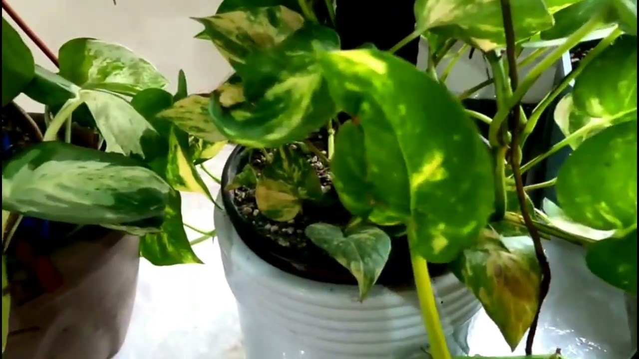 POTHOS PLANTS @passion at60