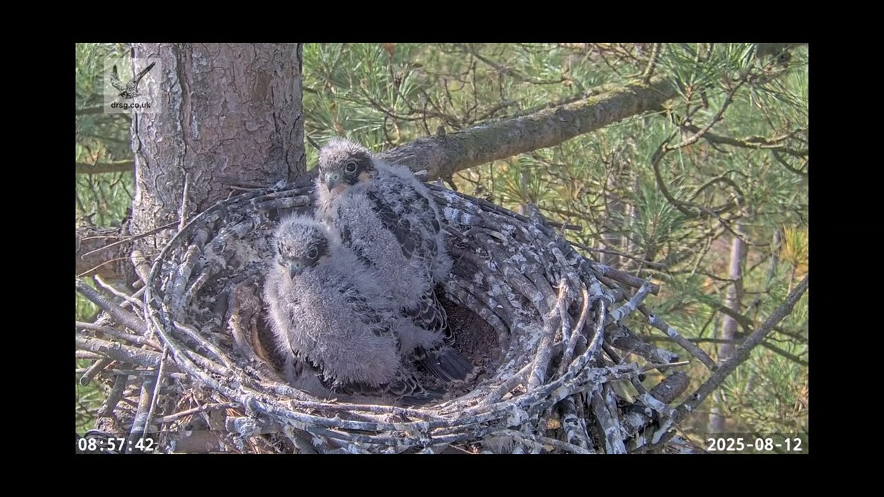Hobby Chicks & Parents (Falco subbuteo): Alarm Calls - Wildlife Windows - Dorset Raptor Study Group