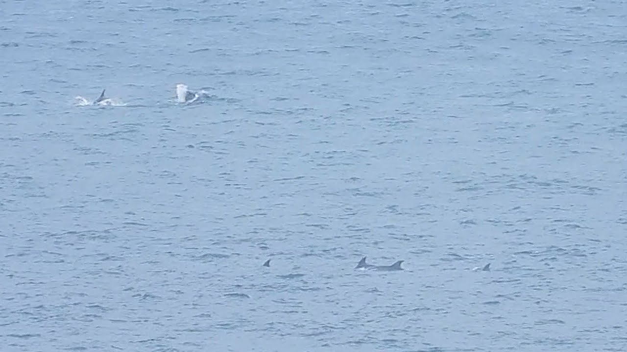 Delfines patrullando por Punta Ballota. Suances. Cantabria