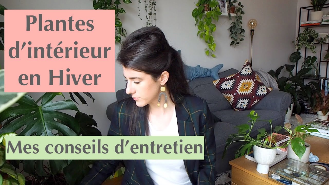 Plante d'intérieur en hiver : mes conseils d'entretien