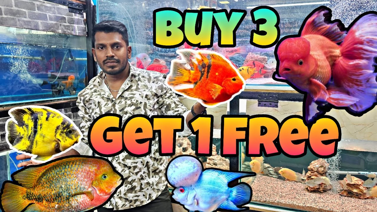BUY 3 TIGER PARROT FISH 🐟 & GET 1 FOR FREE🥳 |New Stock Tiger Parrot fish 😯 | King Kong Parrot  Fish|