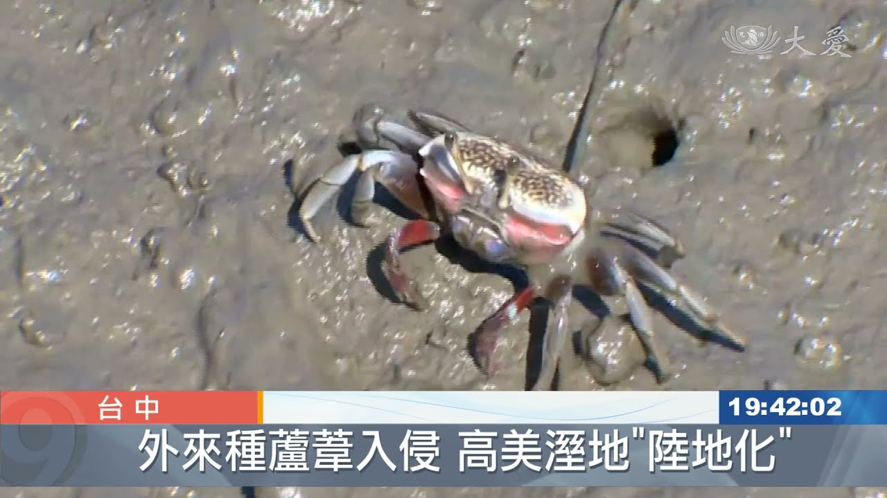 搶救！一生必遊景點 高美溼地「陸化」危機