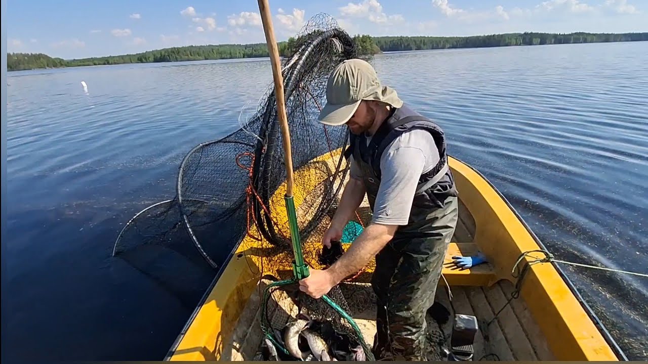 Kalastusta Pielisellä: Rysällä jytisee 2