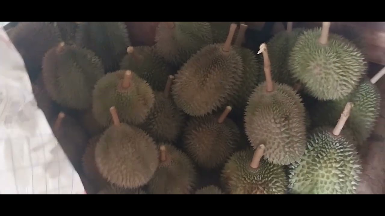 Duren duren duren musim