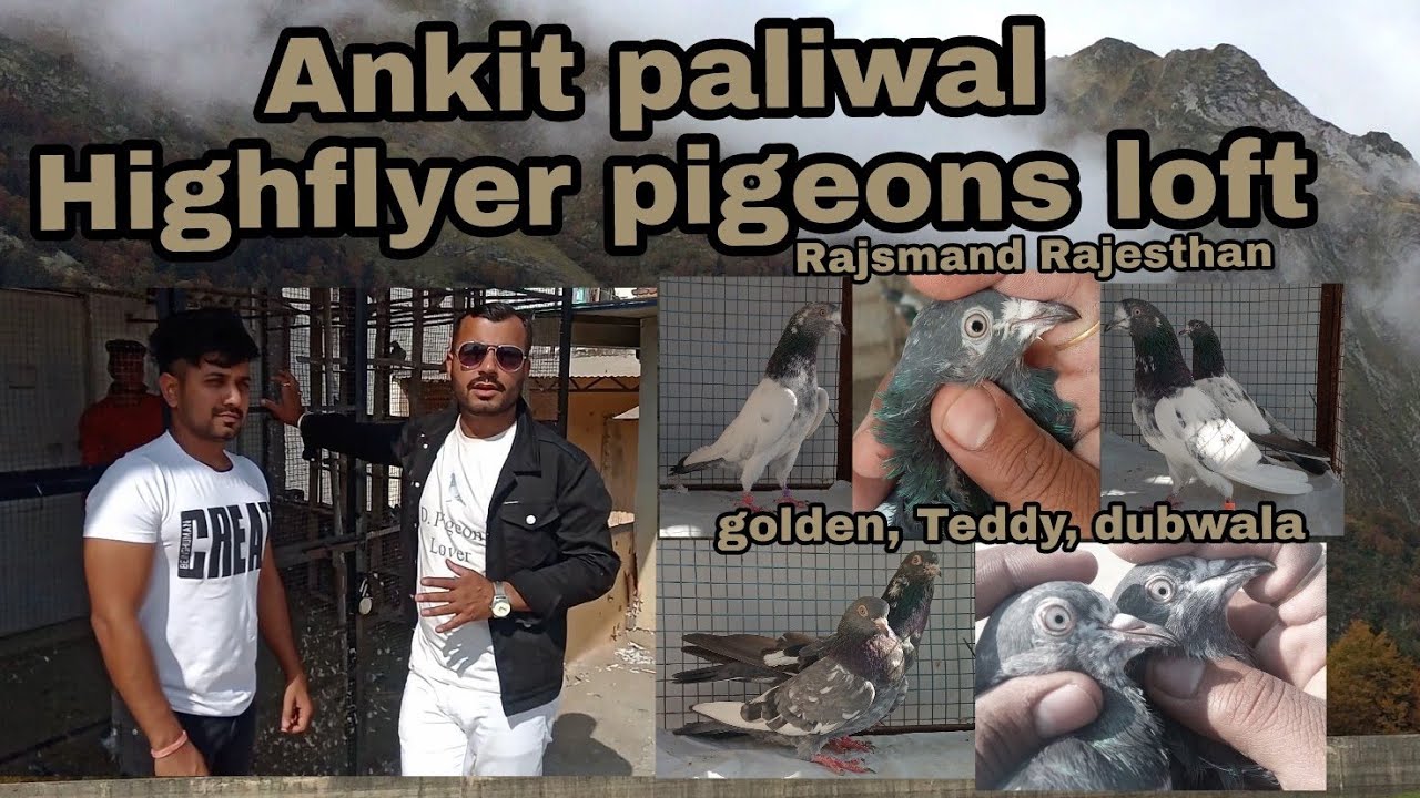 Ankit paliwal High-flyer pigeons rajsmand Rajasthan by Kamal Arora