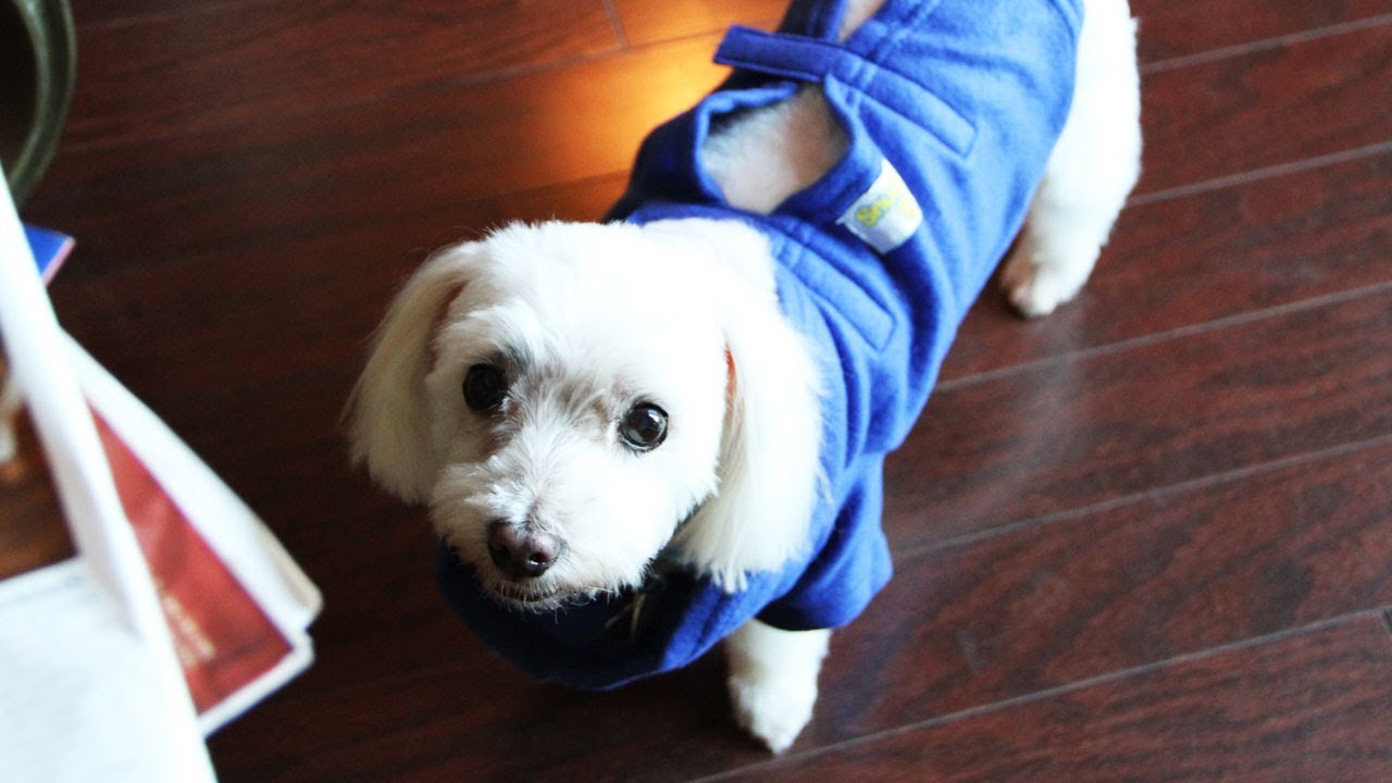 IN LOVING MEMORY OF MY BABY ROXY (8/11/13) Day 749