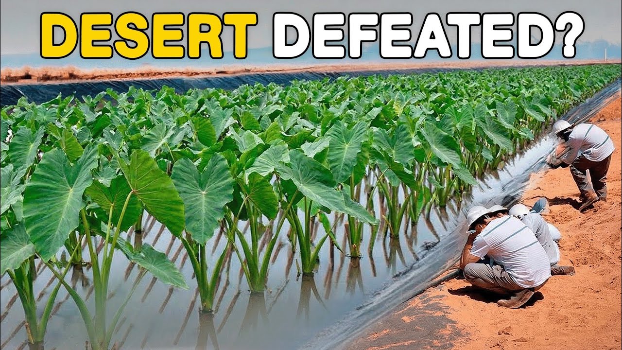 China Removed Billions of Tons of Desert Sand in 1 Year... Here’s How