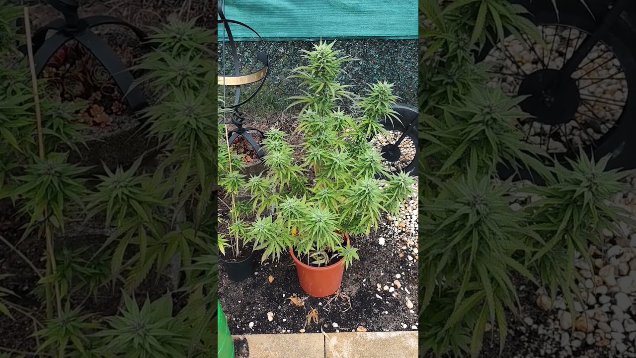 Tropicana Cookies FF OUTDOOR 💚🔥 #nature #420 #green