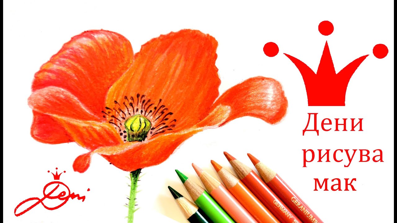 Дени рисува цвете Мак с цветни моливи 🌹 реалистично и лесно