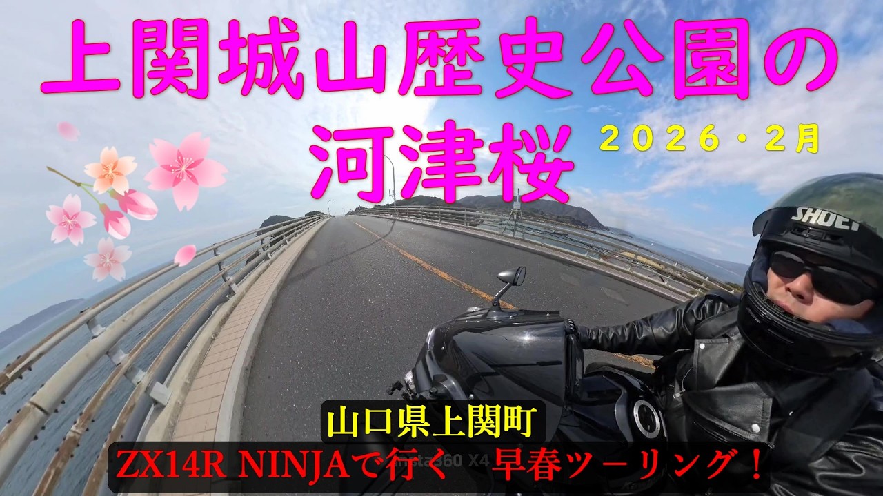 山口県上関町　城山歴史公園の河津桜　２０２６年２月末