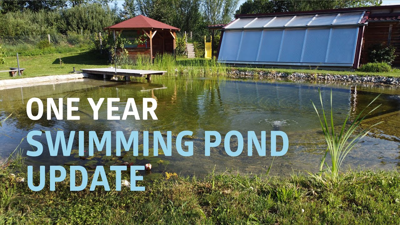 One Year Swimming Pond Update