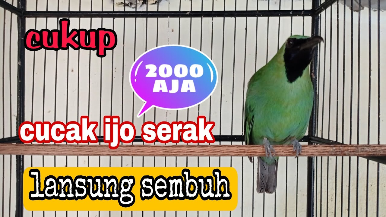 cara  cepat mengobati cucak ijo serak dan hilang suara#di jamin sembuh total