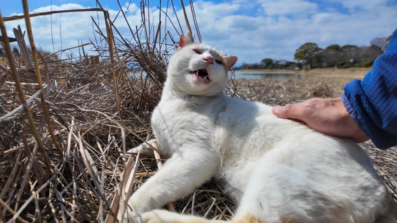 干上がった池の底で寝ていた猫を発見!近づいてナデナデしてきた