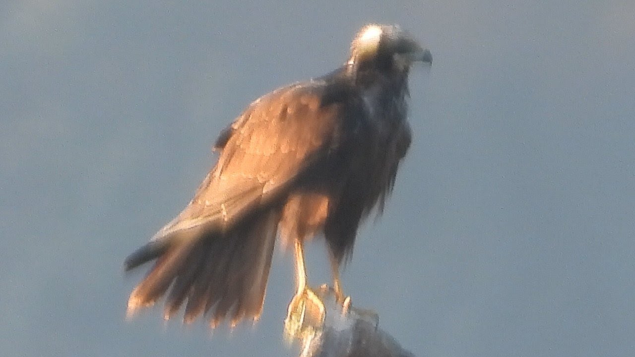 Marsh Harrier @ Brading Marsh