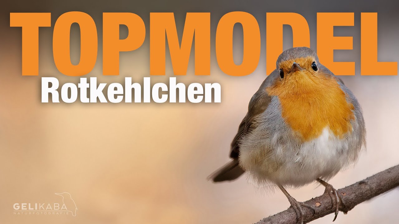 Rotkehlchen - die Topmodels unter den V&ouml;geln. Doch warum ist das so? Ich erkl&auml;re es euch