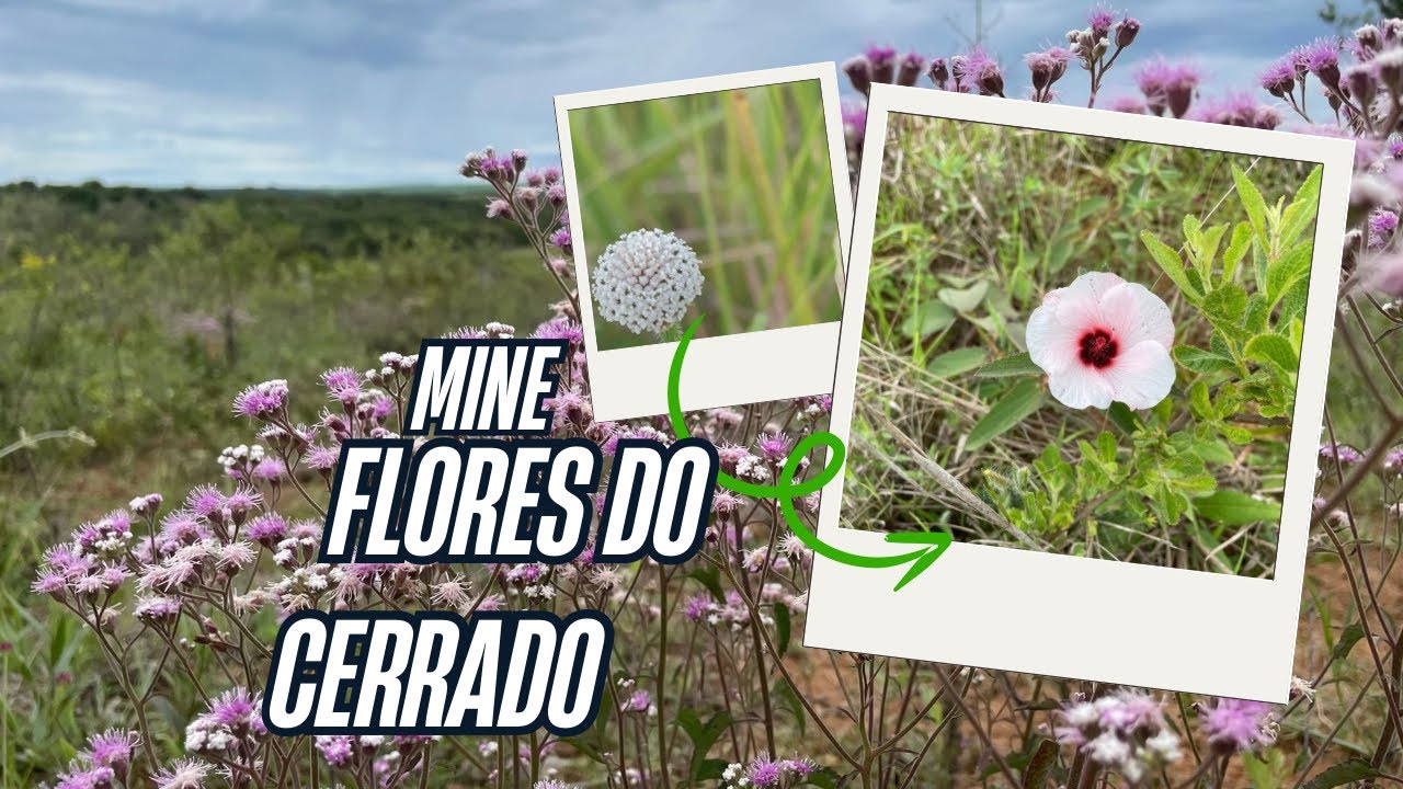 A natureza e suas belezas.🌸🌼🌺🙏🏻❤️