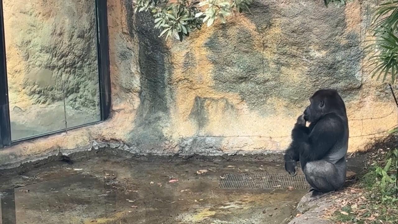 目隠しシートが剝がされハオコさんのいる放飼場が気になるゲンタロウくん【‎2026年1月28日‎】【上野動物園】ゴリラ