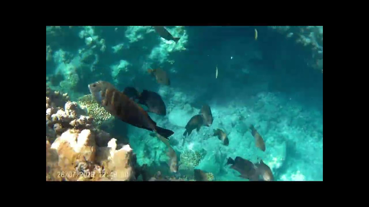 Šnorchlování u hotelu Three Corners Sea Beach Marsa Alam 2025