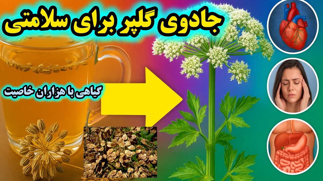 خواص گلپر (Heracleum persicum) | فواید شگفت&zwnj;انگیز برای قلب، گوارش، مغز و سیستم ایمنی