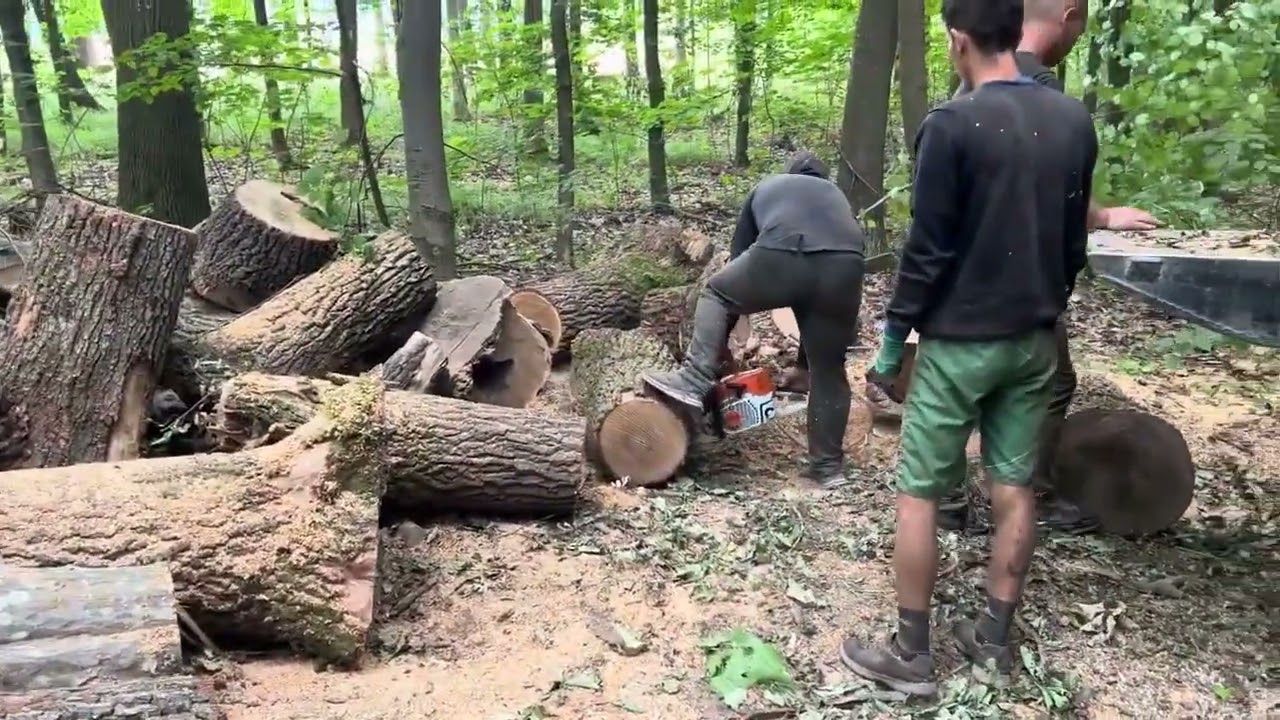 Stihl MS 462 C‑M vs Giant Oak Logs | Extreme Chainsaw Power