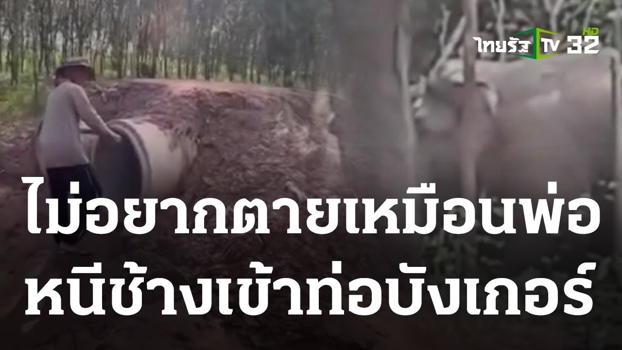ช้างป่าไล่เหยียบสองพี่น้อง หนีเข้าท่อบังเกอร์รอดหวุดหวิด | 15 พ.ย. 66 | ห้องข่าวหัวเขียว