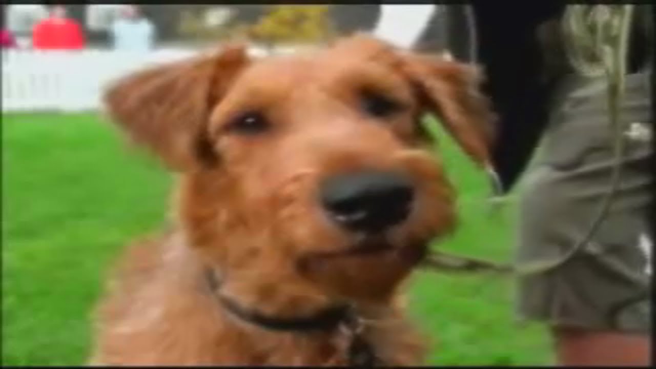 Firehouse Dog: Dewey/Rexxx Music Video 