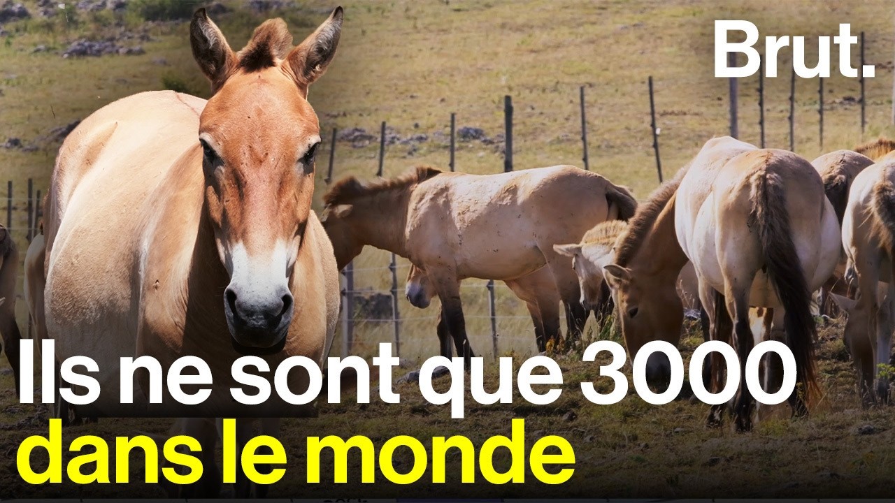 Ils sauvent les chevaux de Przewalski depuis 30 ans